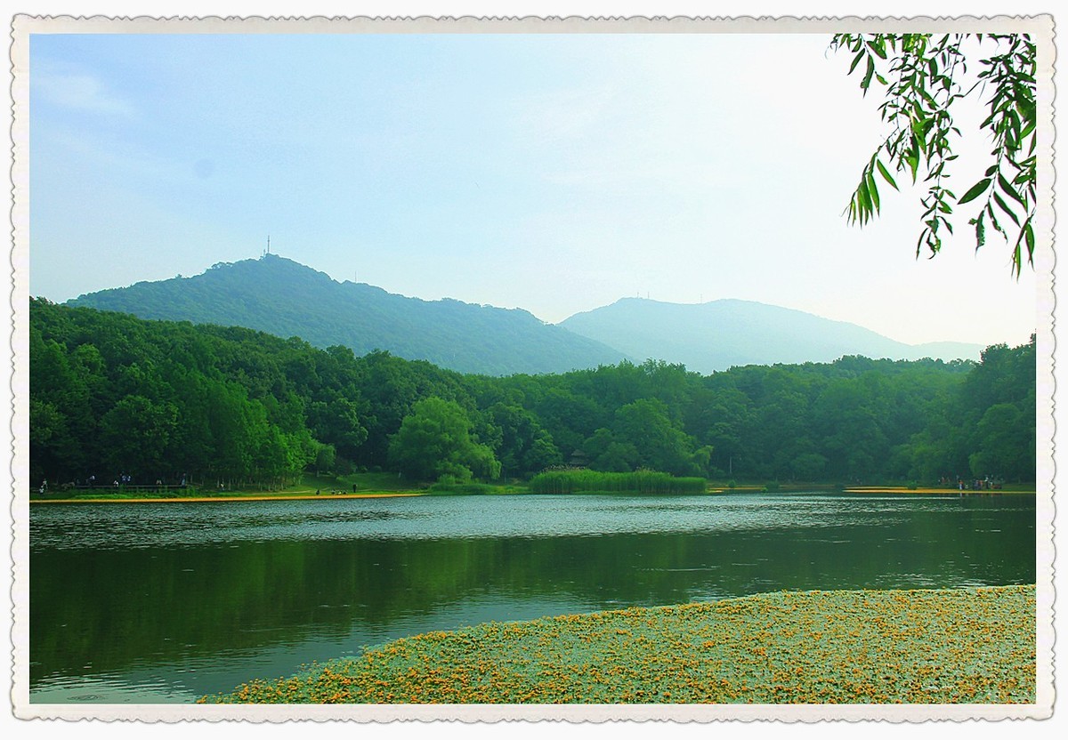 南京琵琶湖荇菜花