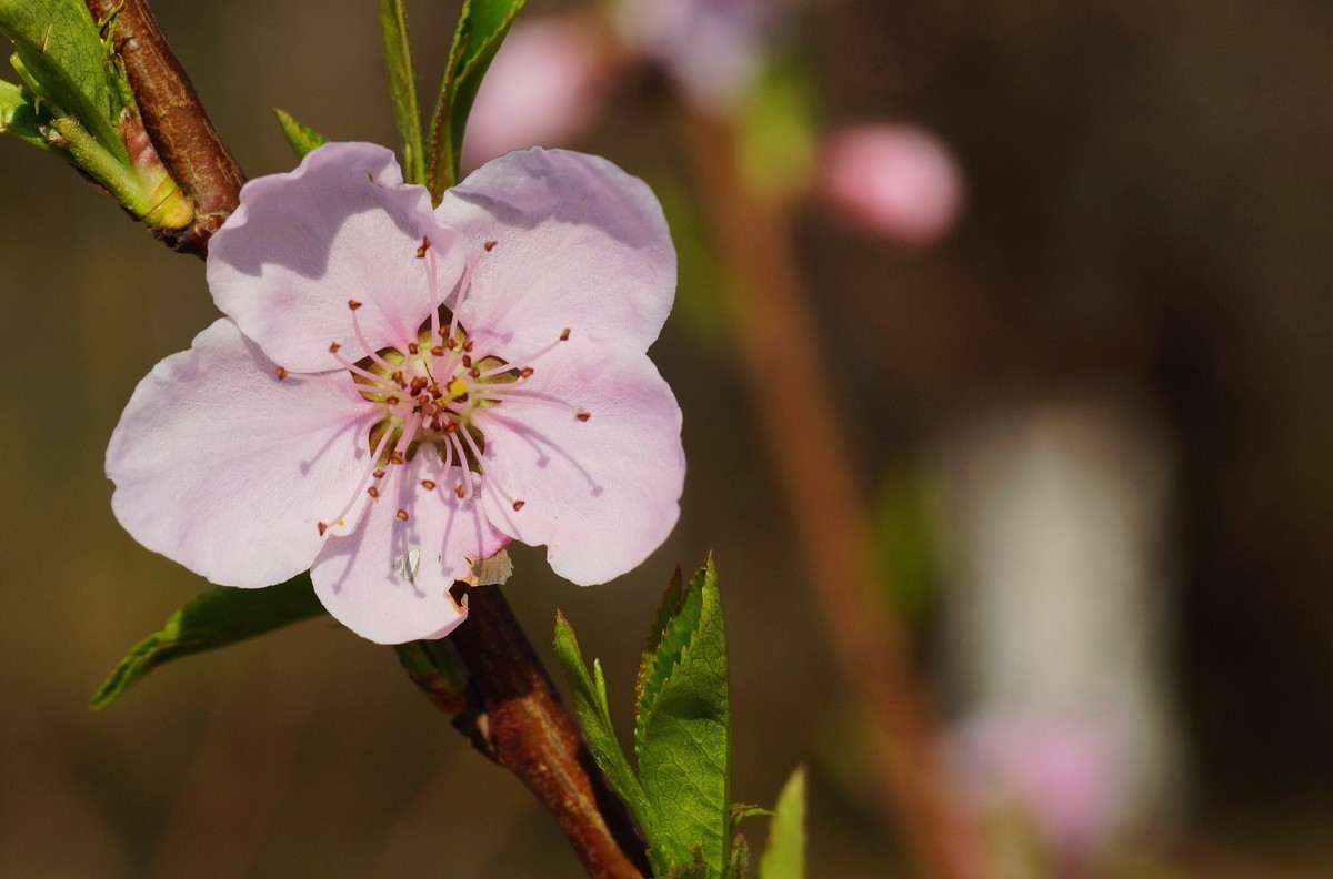 桃花开在春风里