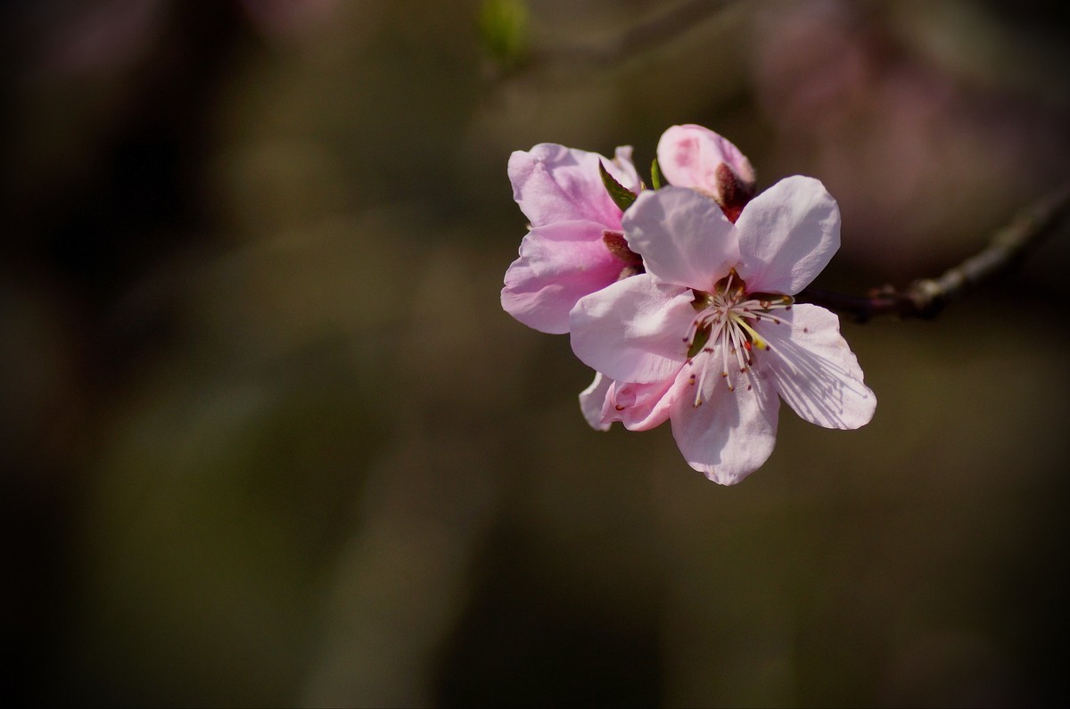 桃花开在春风里