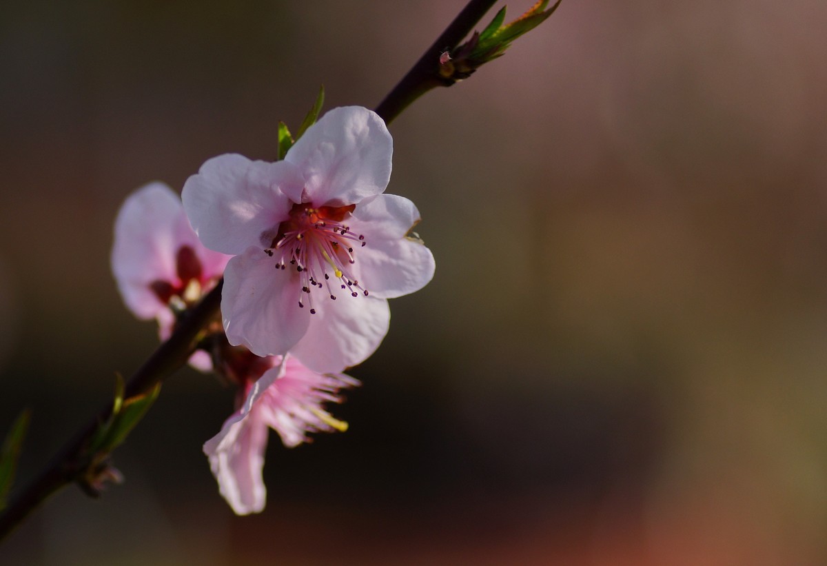 桃花开在春风里
