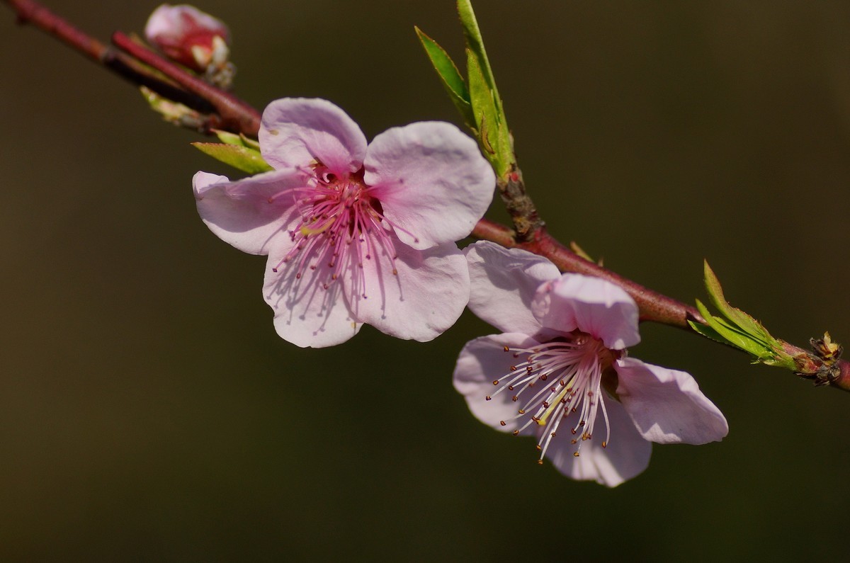 桃花开在春风里