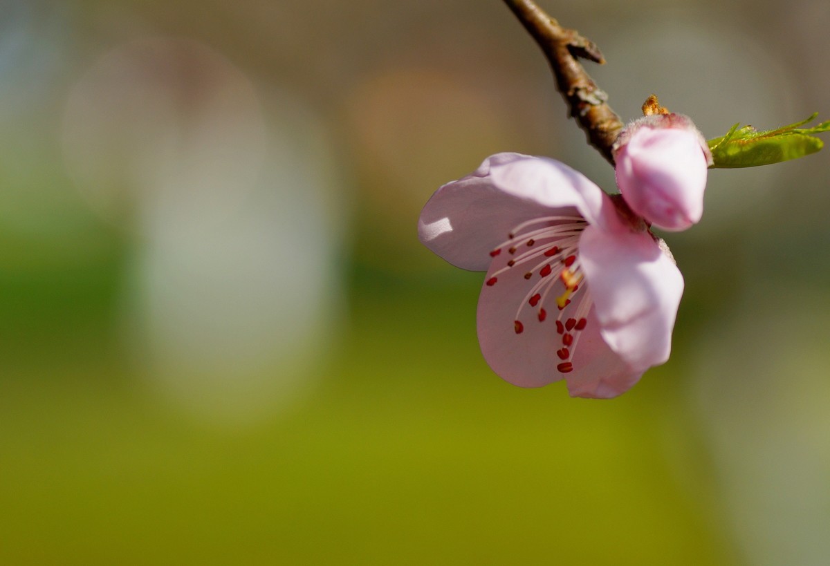 桃花开在春风里