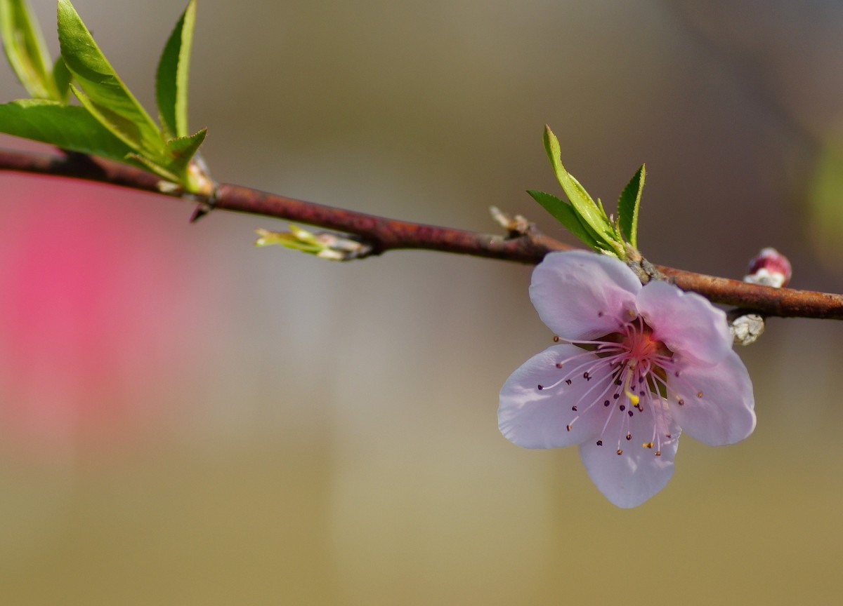 桃花开在春风里
