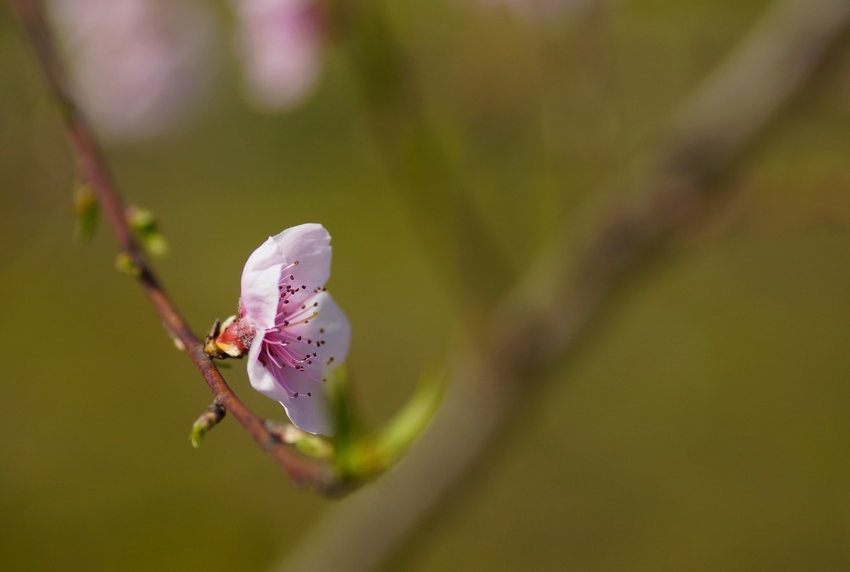 桃花开在春风里