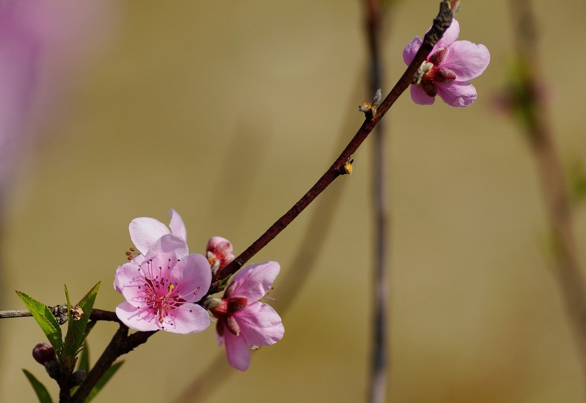 桃花开在春风里