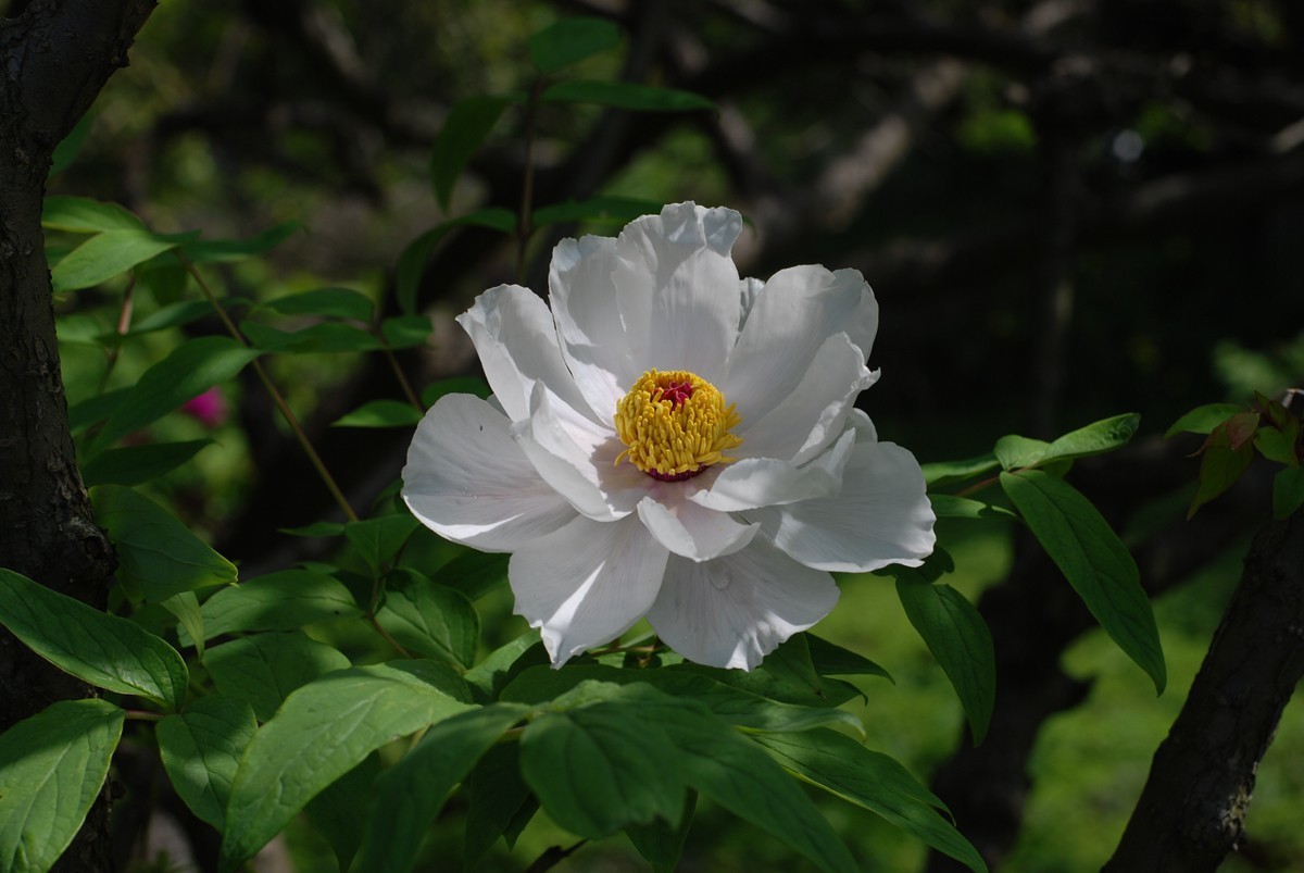 D40X配50定拍的人像