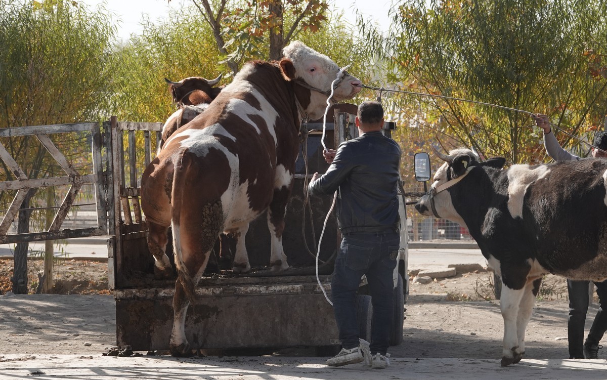 莎车牲畜大巴扎（2）--大牲畜区及其他