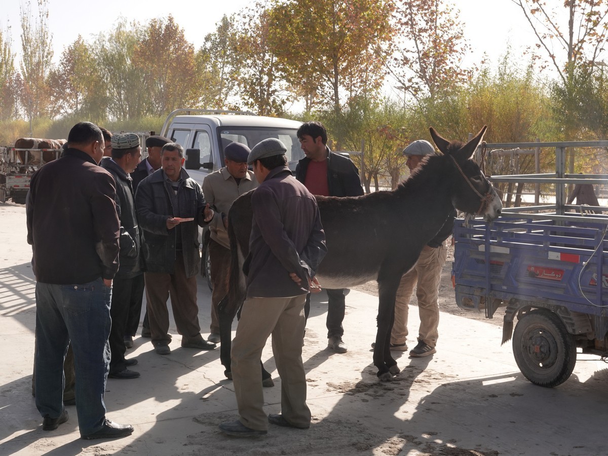 莎车牲畜大巴扎（2）--大牲畜区及其他