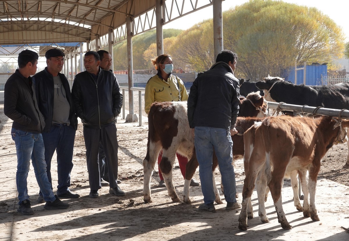 莎车牲畜大巴扎（2）--大牲畜区及其他