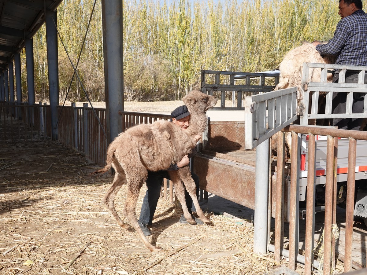 莎车牲畜大巴扎（2）--大牲畜区及其他