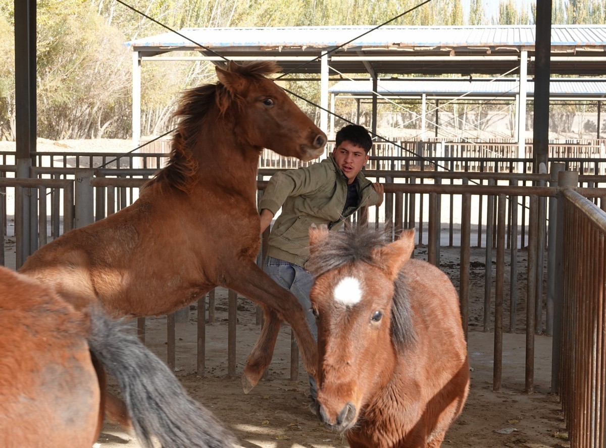 莎车牲畜大巴扎（2）--大牲畜区及其他