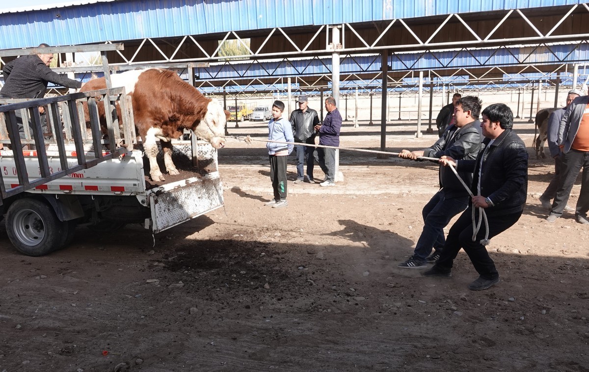 莎车牲畜大巴扎（2）--大牲畜区及其他