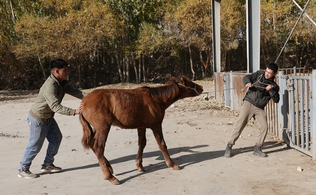 莎车牲畜大巴扎（2）--大牲畜区及其他