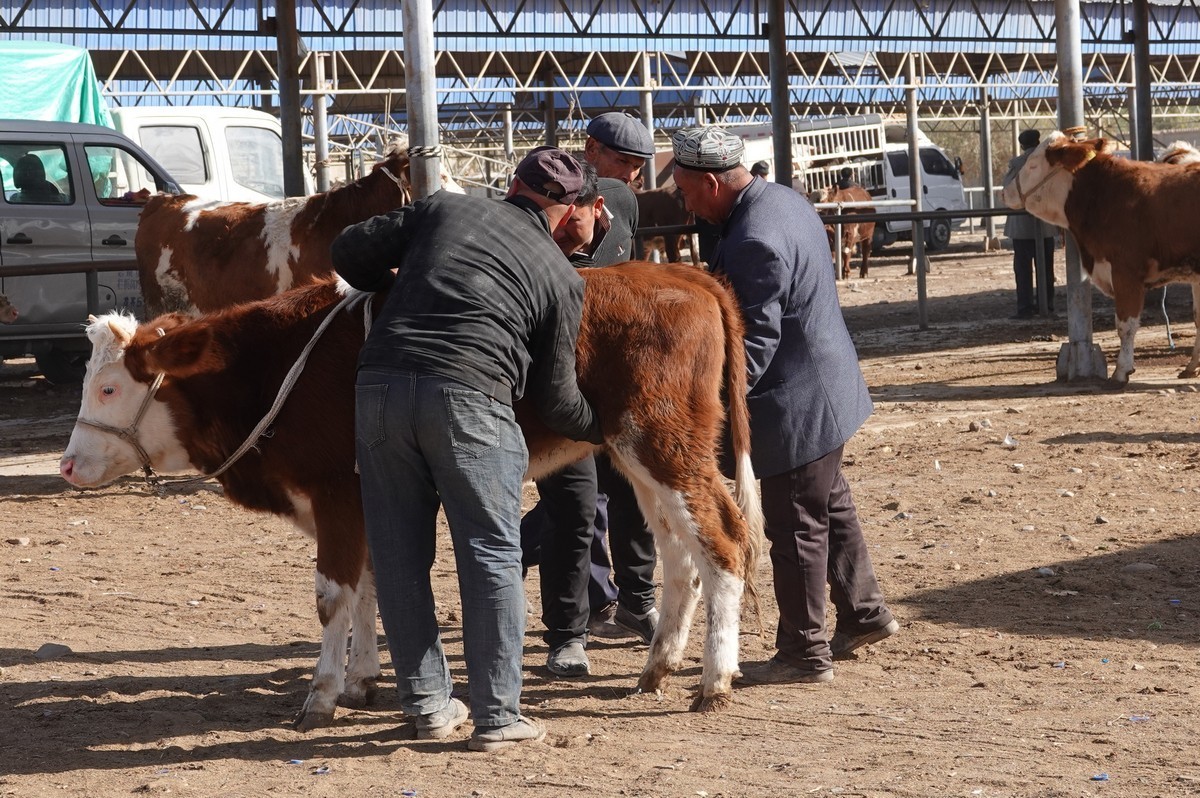 莎车牲畜大巴扎（2）--大牲畜区及其他