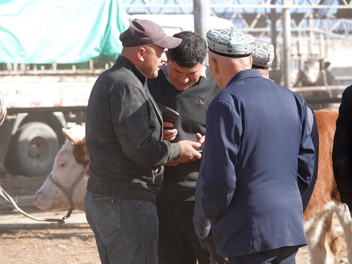 莎车牲畜大巴扎（2）--大牲畜区及其他