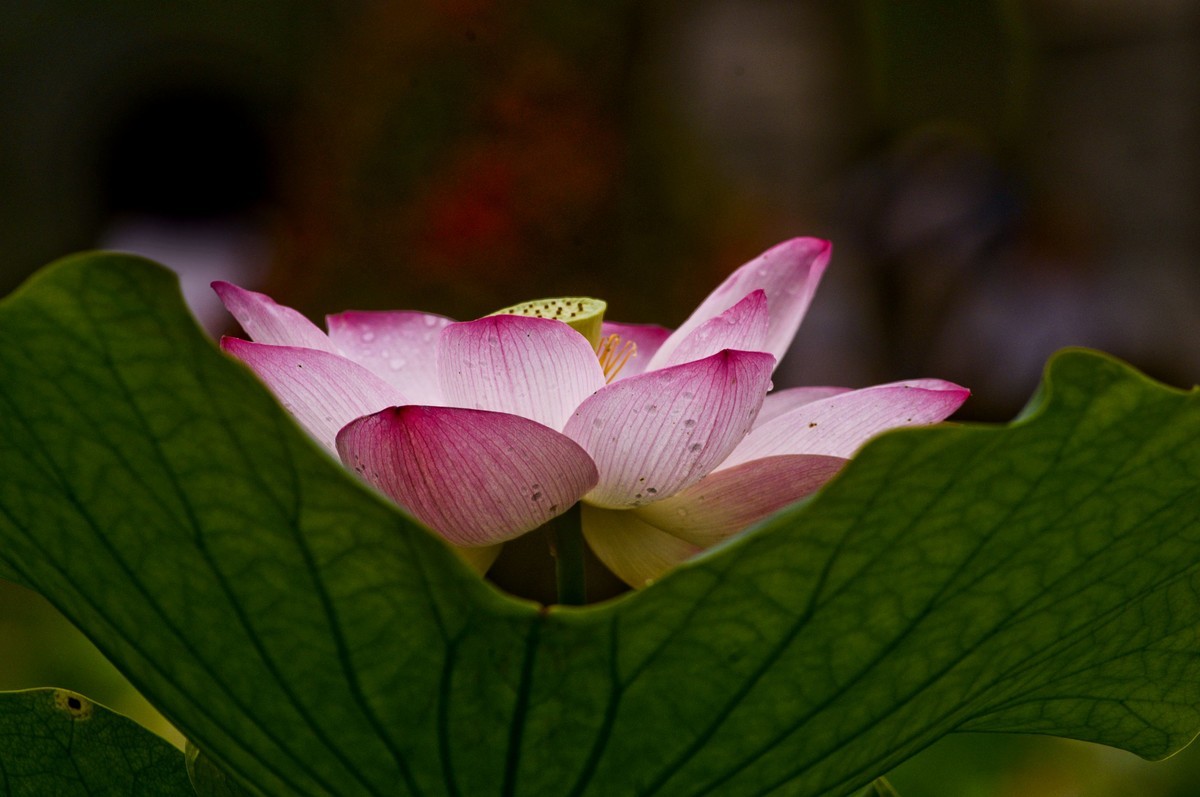 亚艺园拍荷花（5）