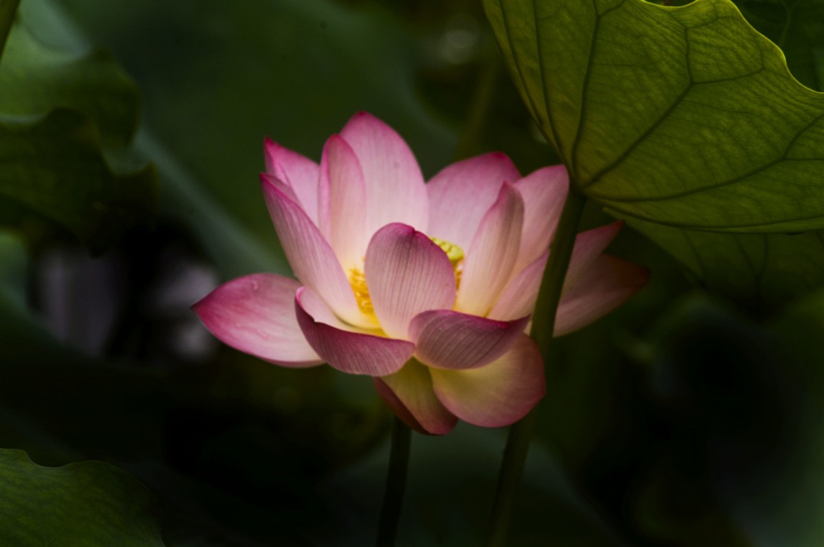 亚艺园拍荷花（5）