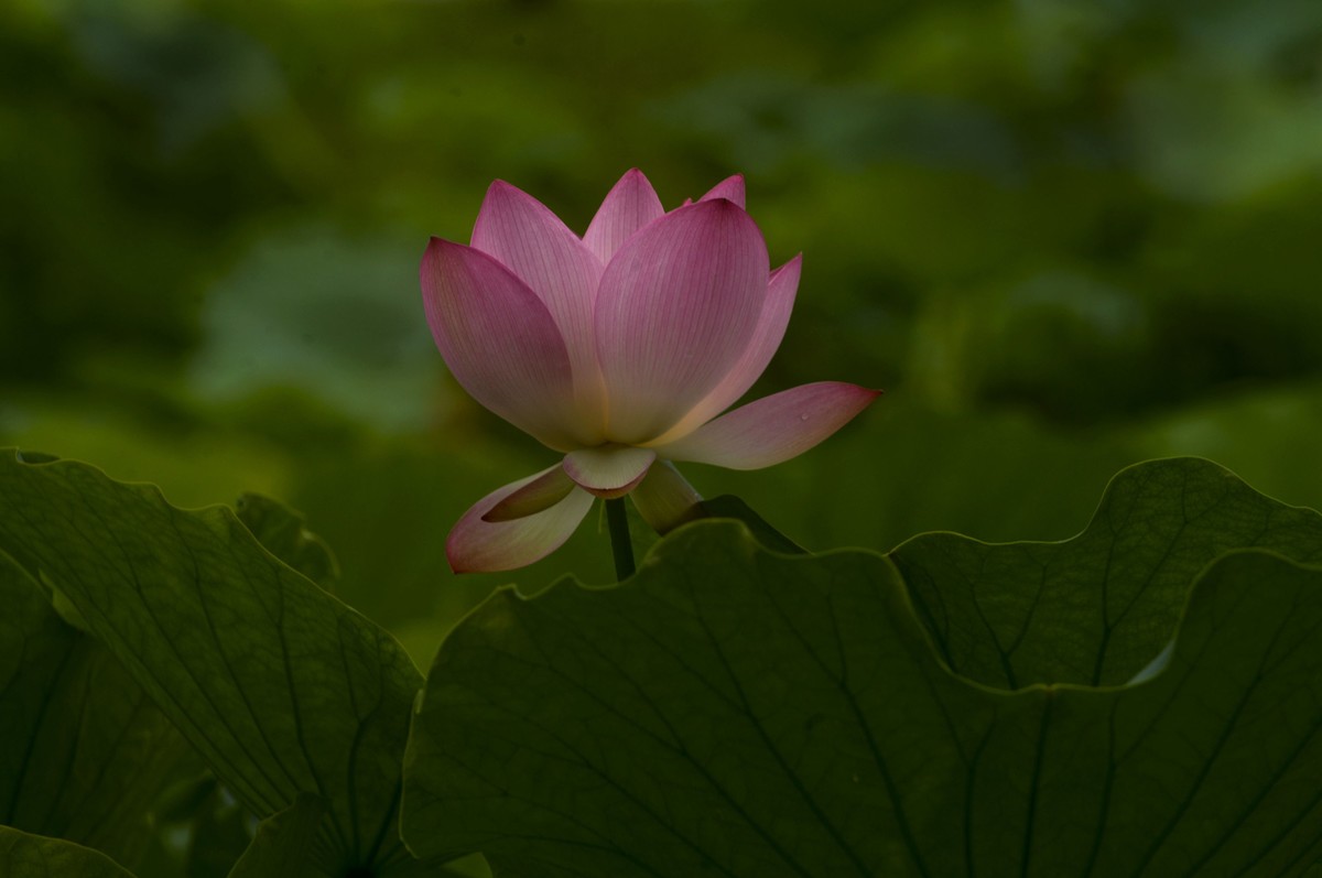 亚艺园拍荷花（5）