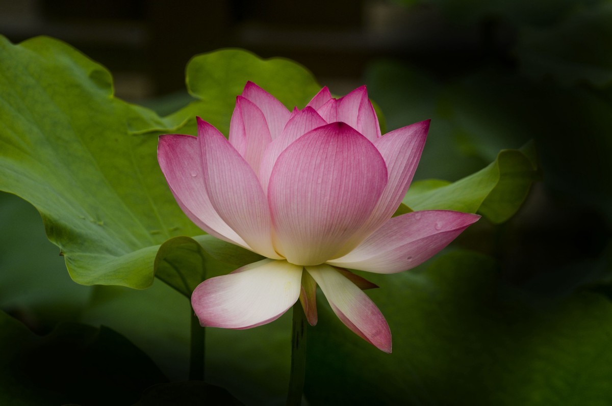 亚艺园拍荷花（5）