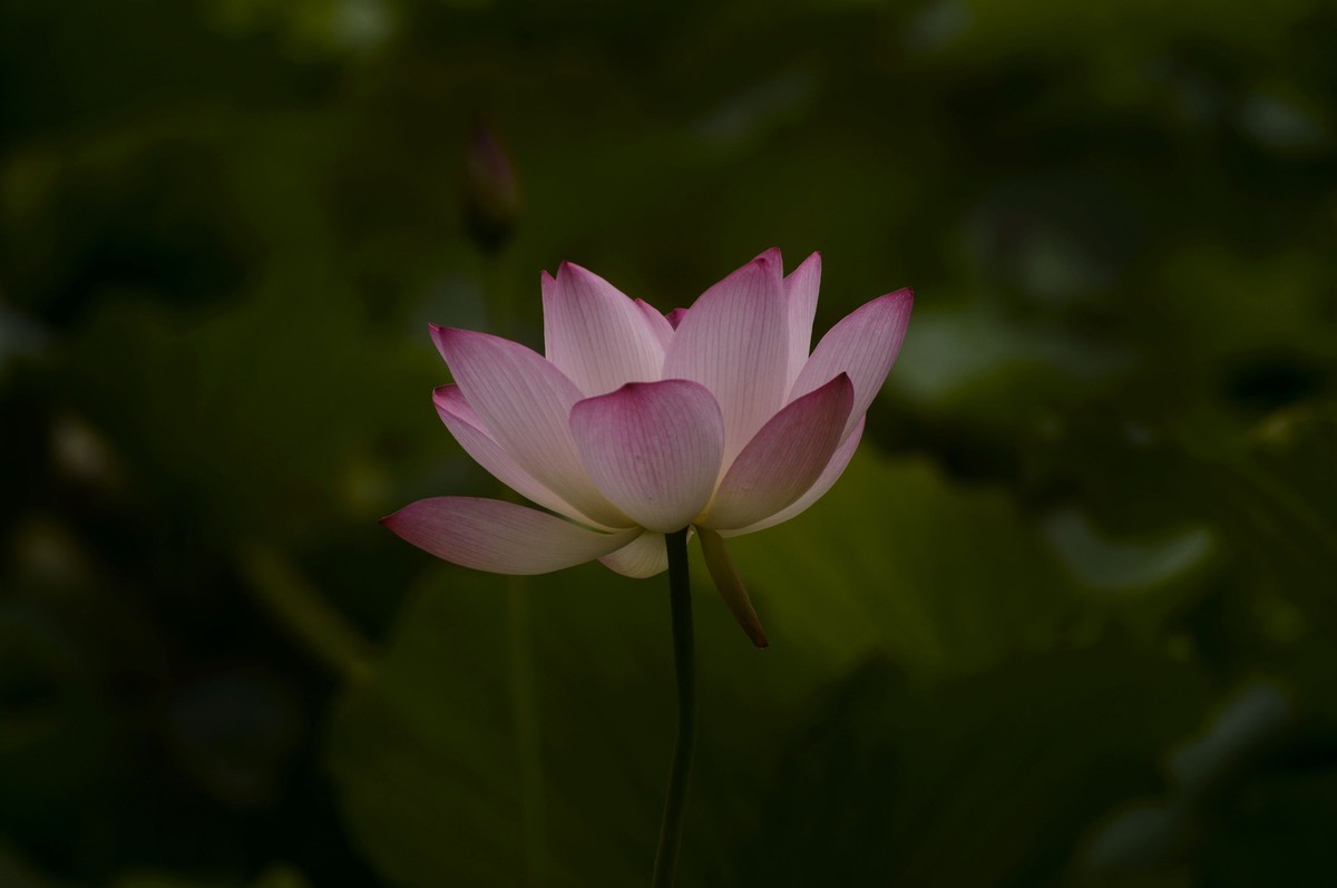 亚艺园拍荷花（5）