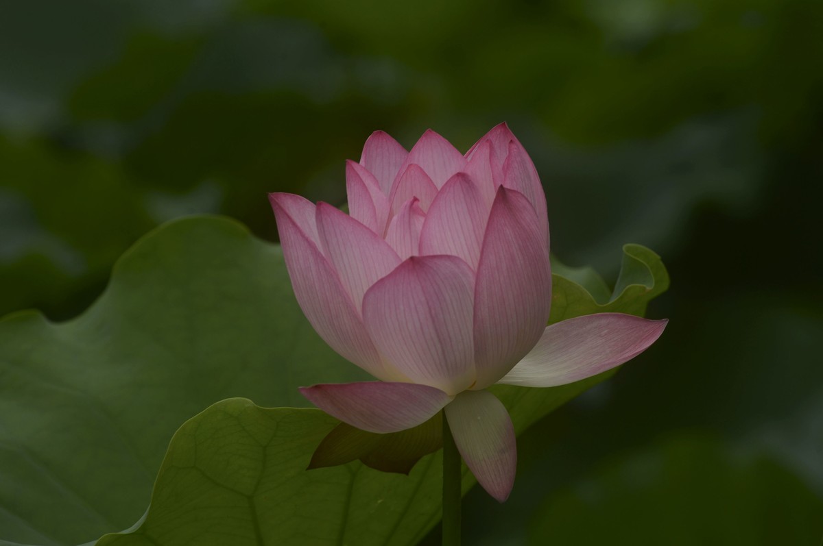 亚艺园拍荷花（5）