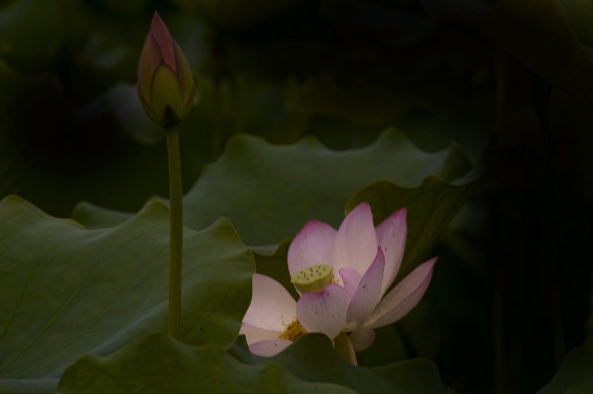 亚艺园拍荷花（5）