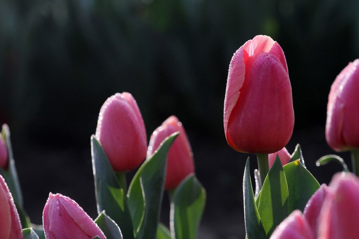 花卉-郁金香（米兰粉）