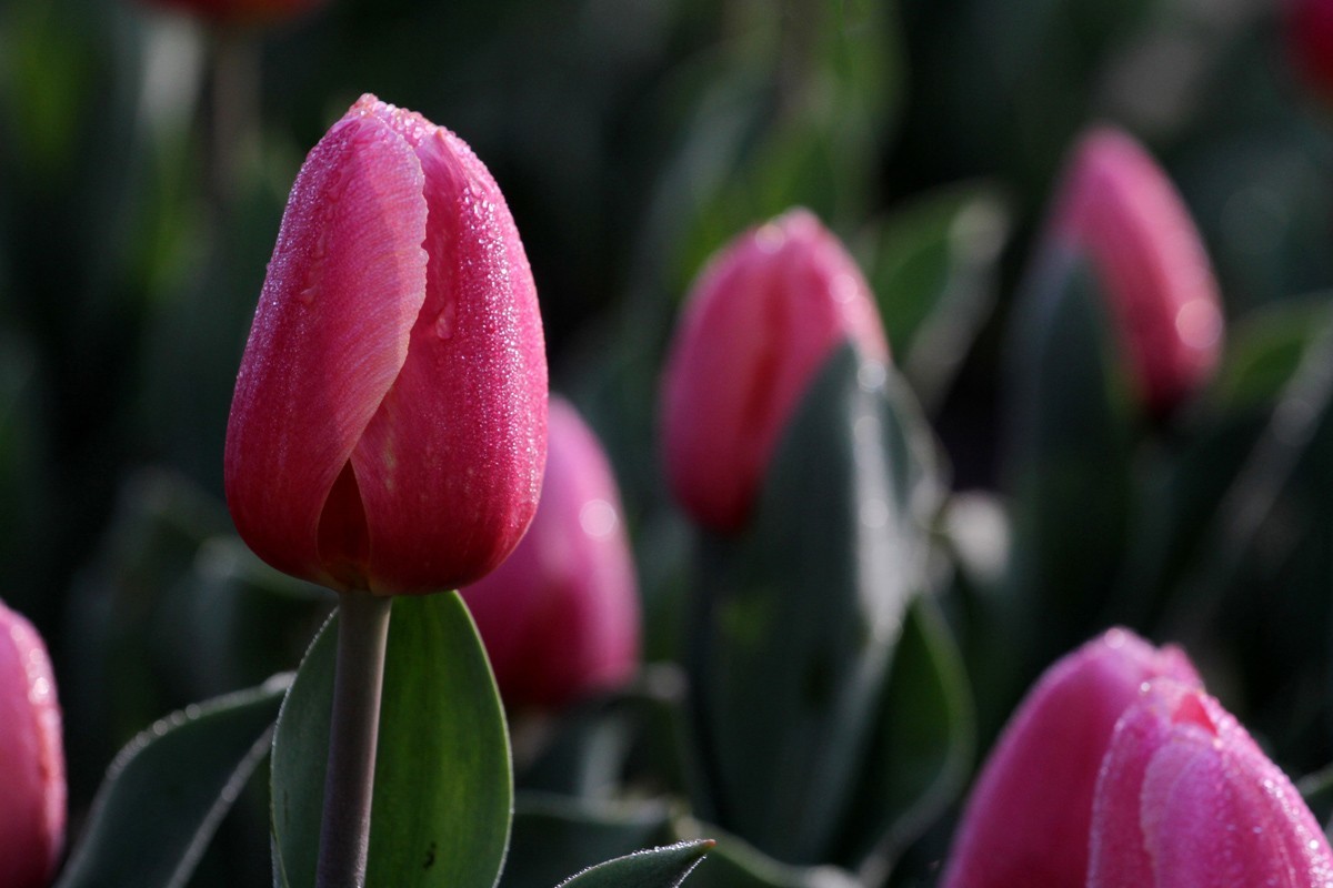 花卉-郁金香（米兰粉）
