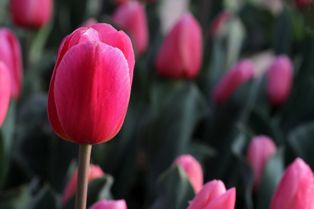 花卉-郁金香（米兰粉）