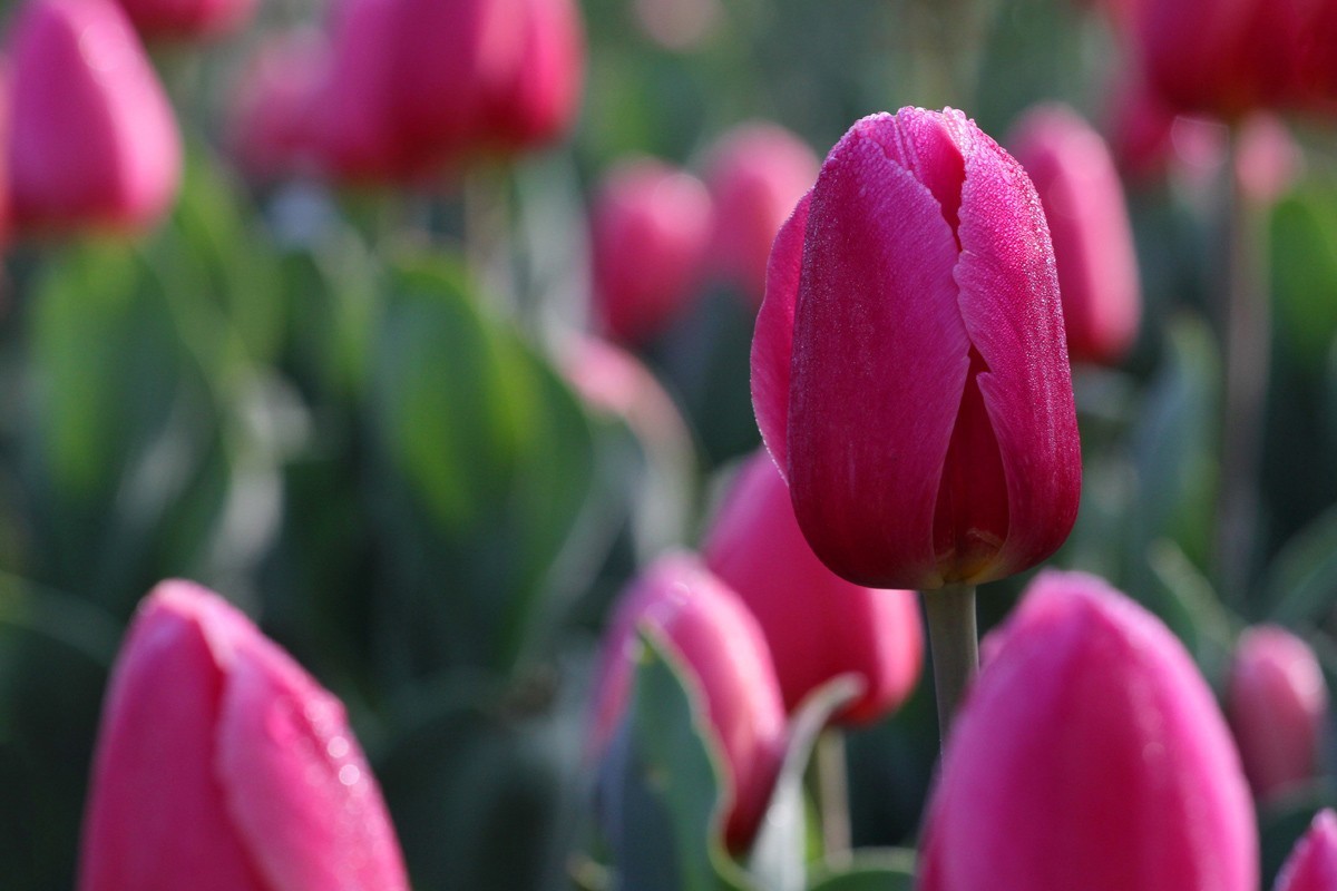 花卉-郁金香（米兰粉）