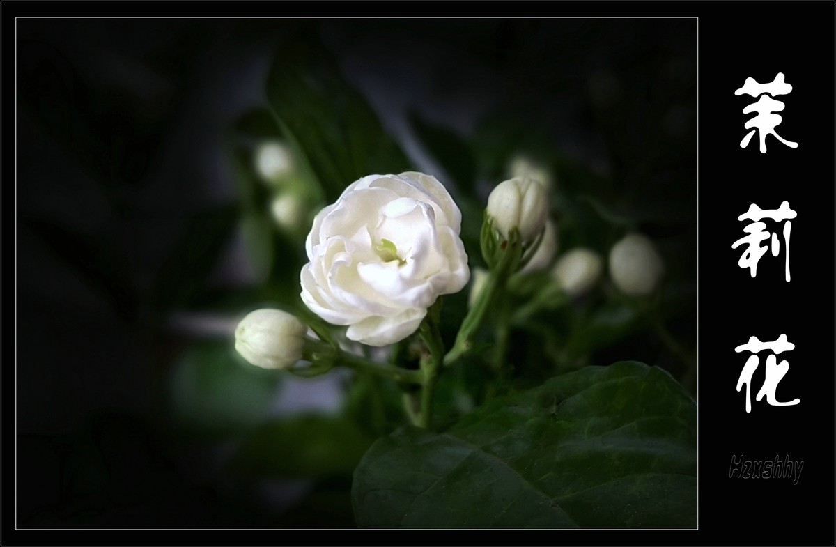 洁白芳香的茉莉（2024208）