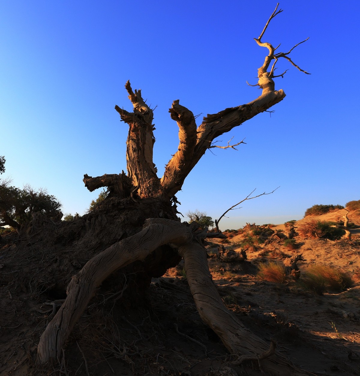 貌似进入了失落的世界（4）