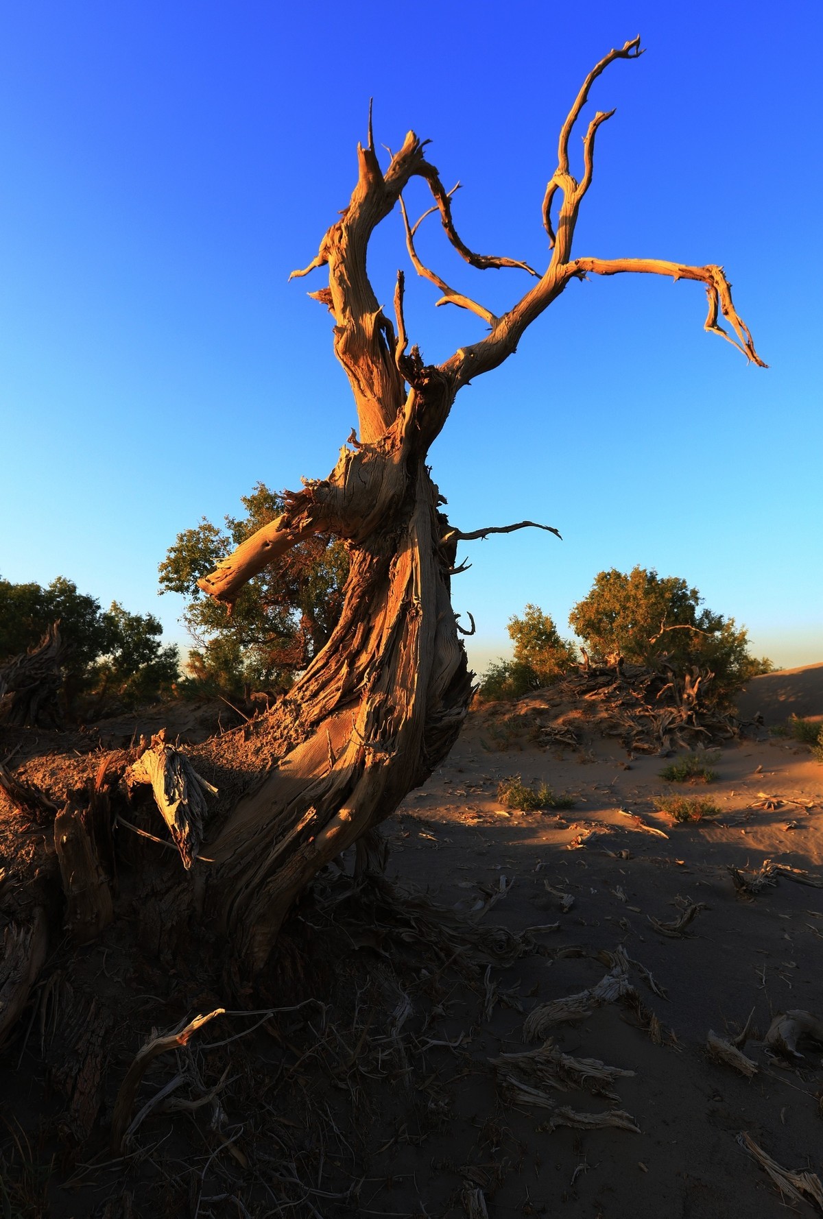 貌似进入了失落的世界（4）