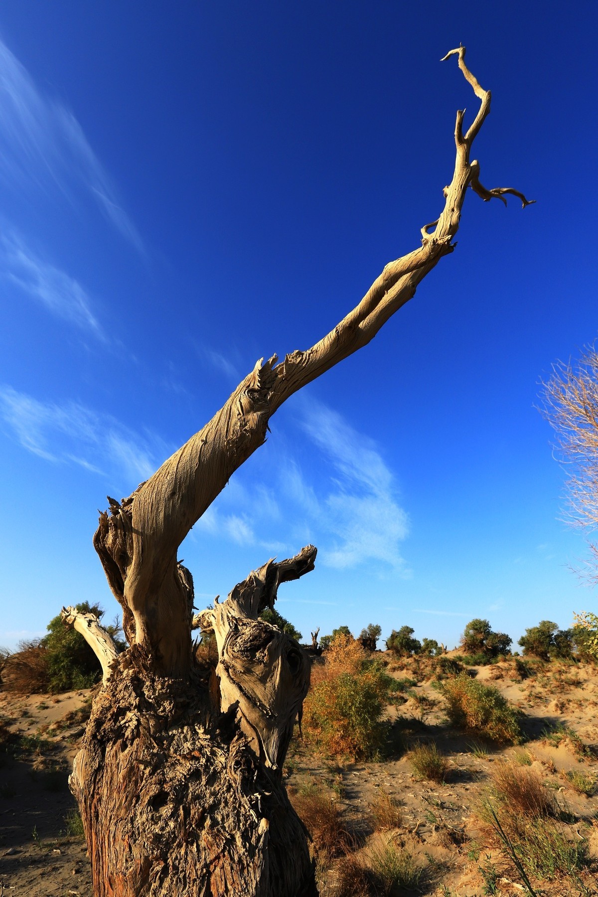 貌似进入了失落的世界（4）