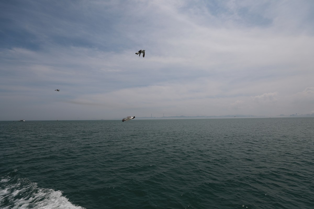 海中的游船空中的海鸥