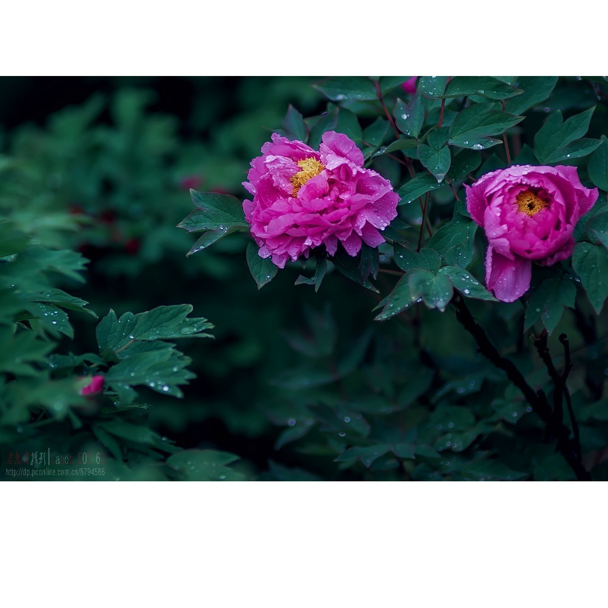 羞答答的牡丹静悄悄地开