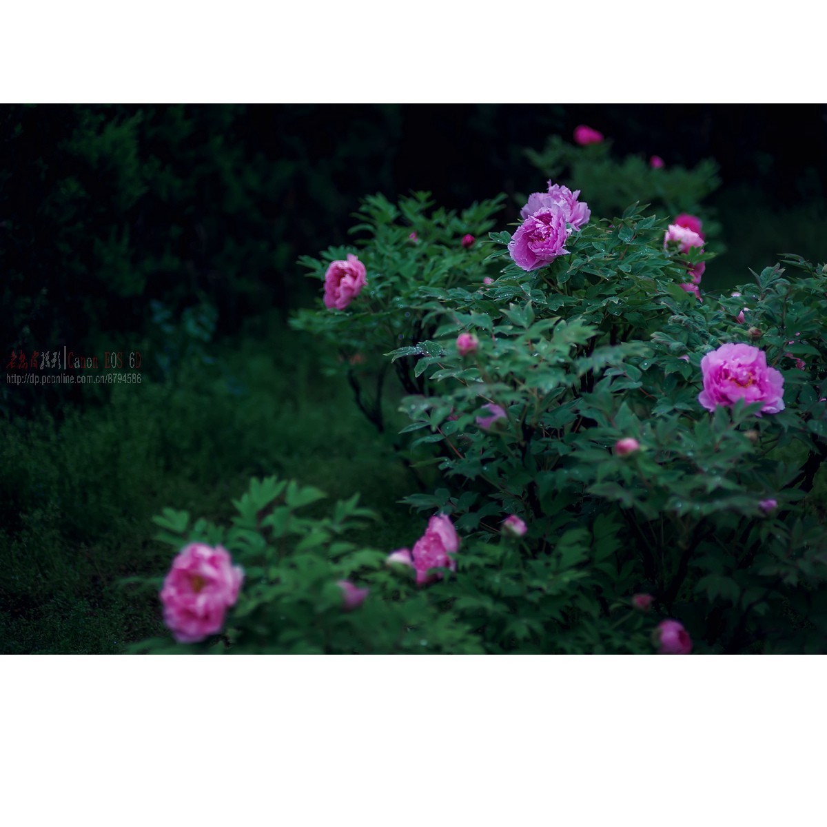 羞答答的牡丹静悄悄地开