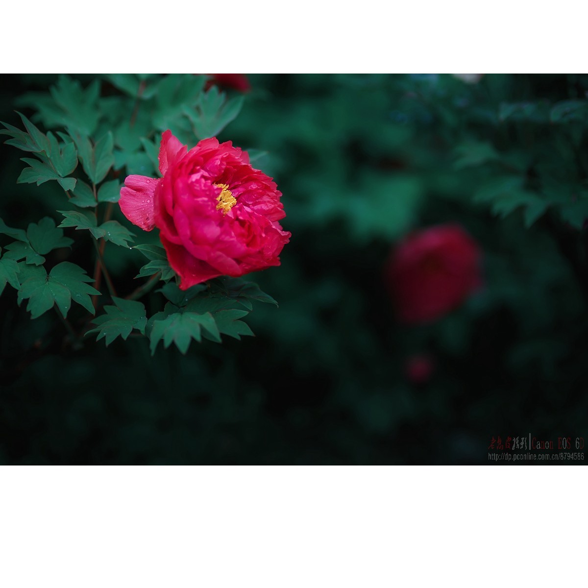 羞答答的牡丹静悄悄地开