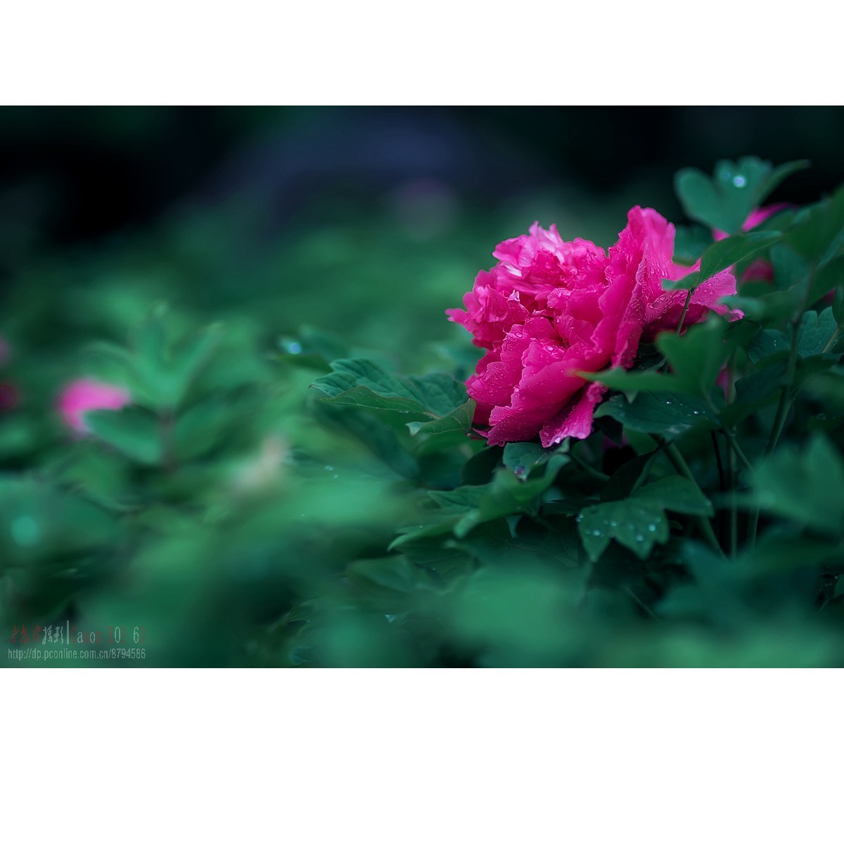 羞答答的牡丹静悄悄地开