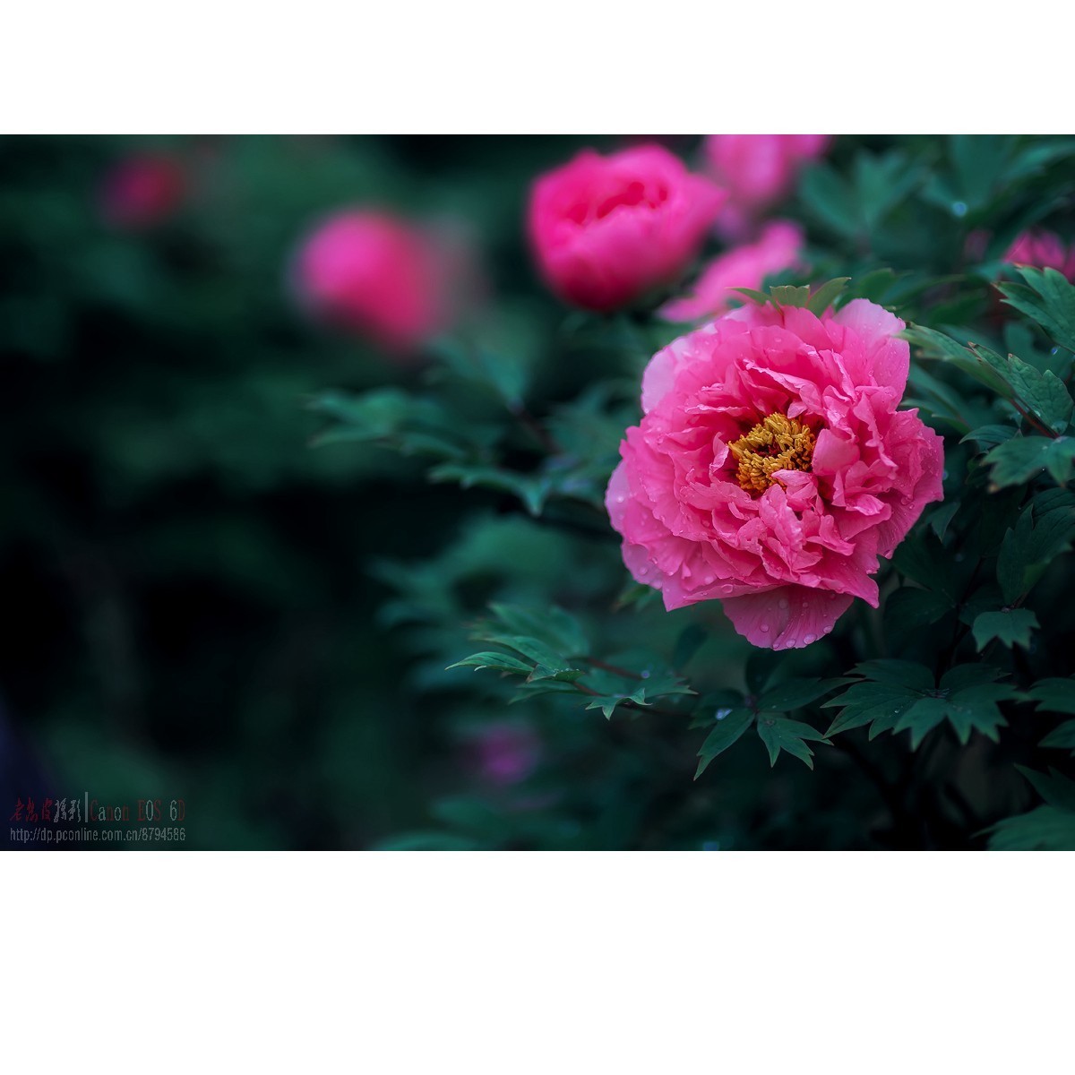 羞答答的牡丹静悄悄地开