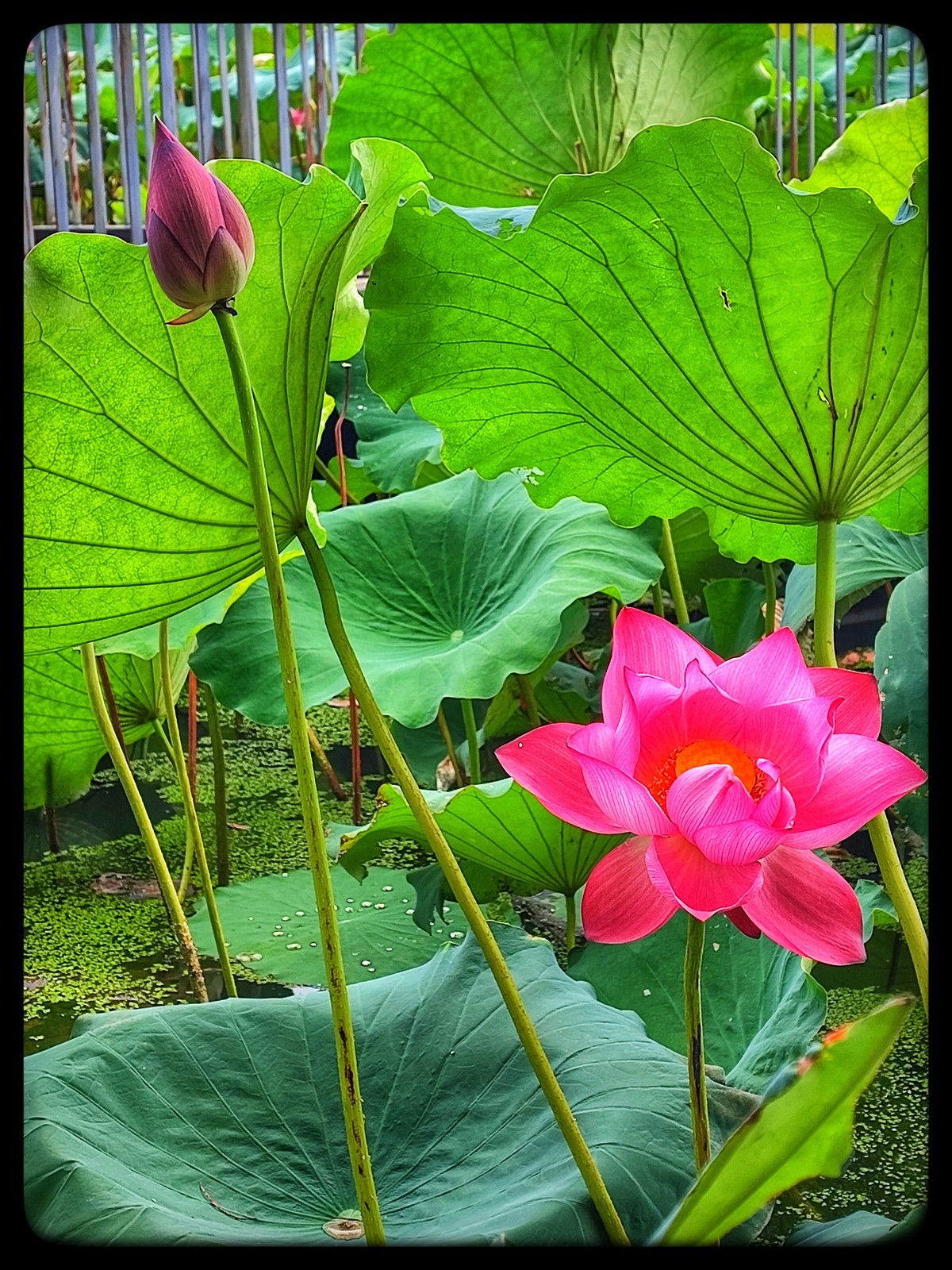 琴台荷花