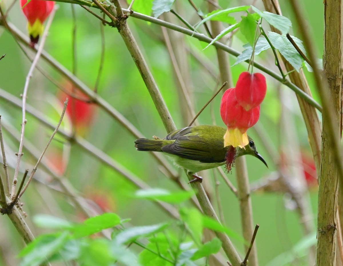 花与鸟（ 三 ）