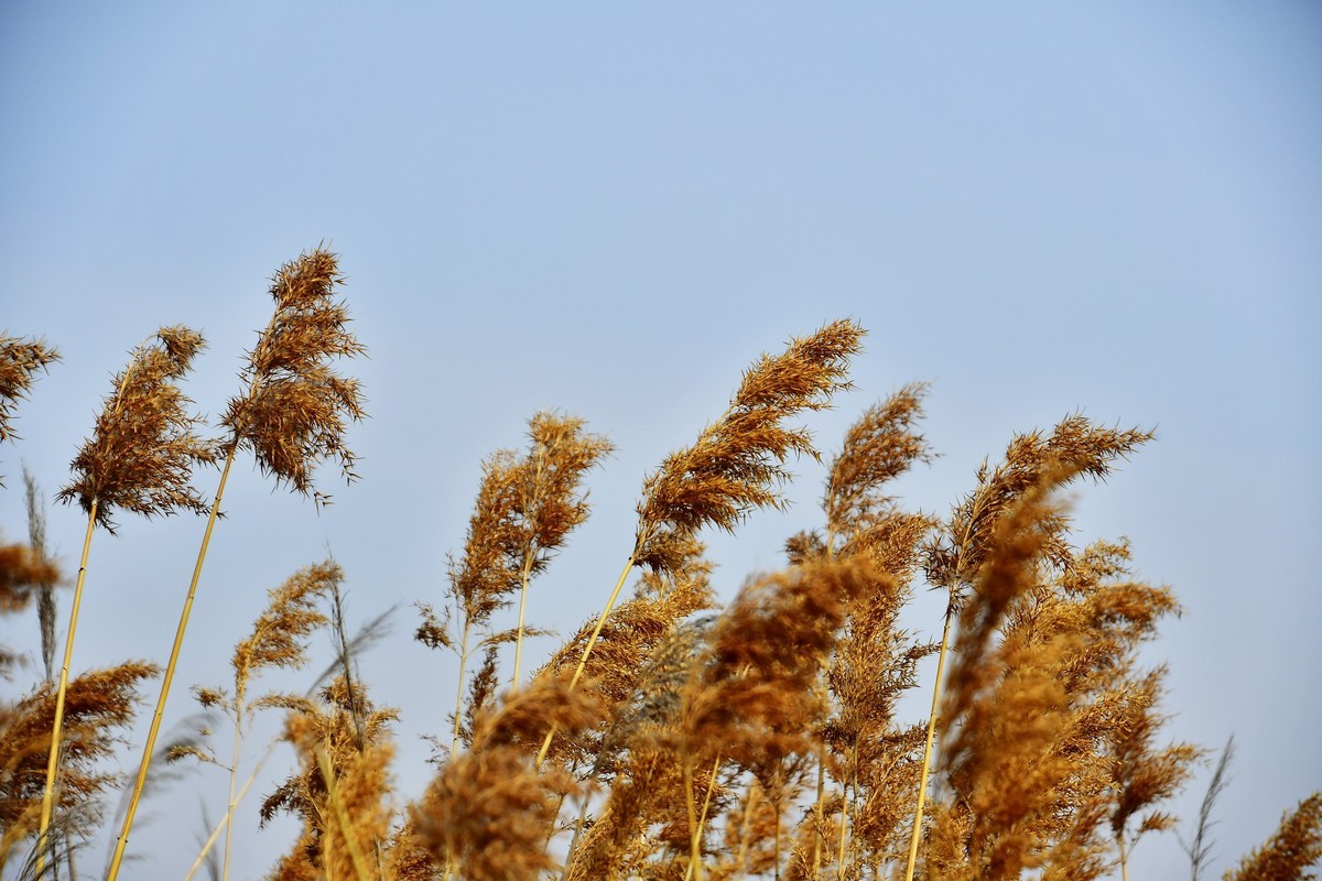 春风吹拂芦花美