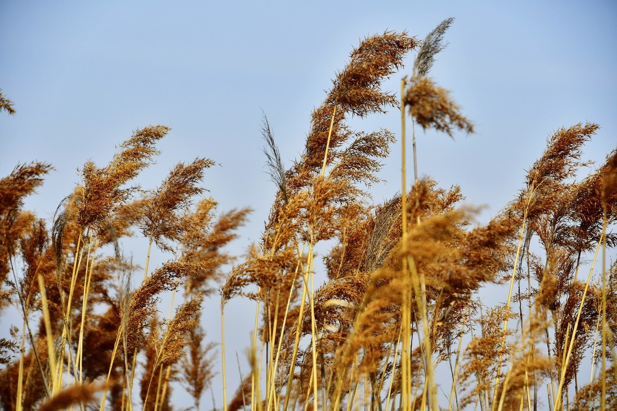 春风吹拂芦花美