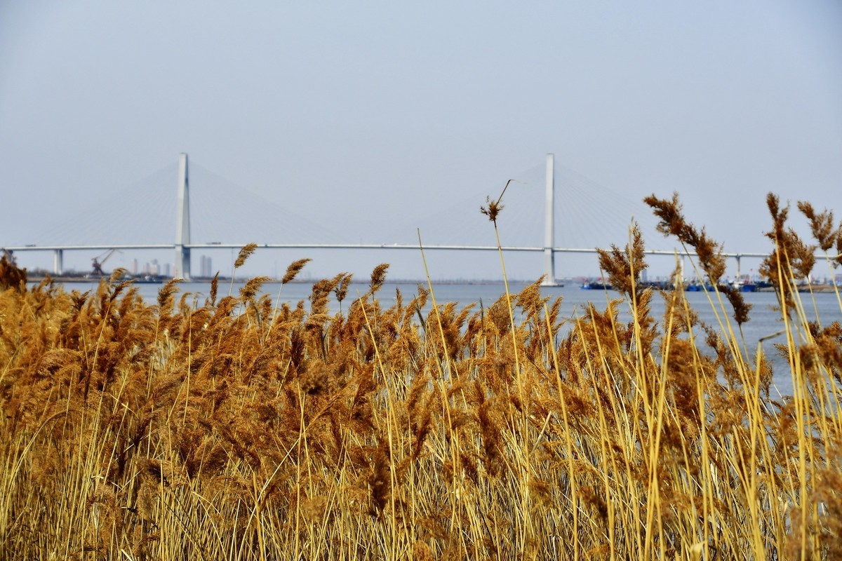 春风吹拂芦花美
