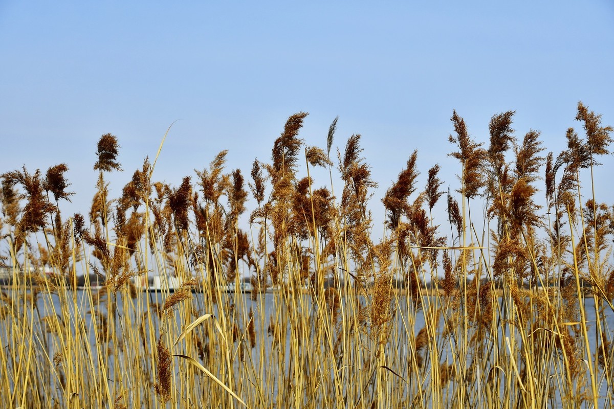 春风吹拂芦花美