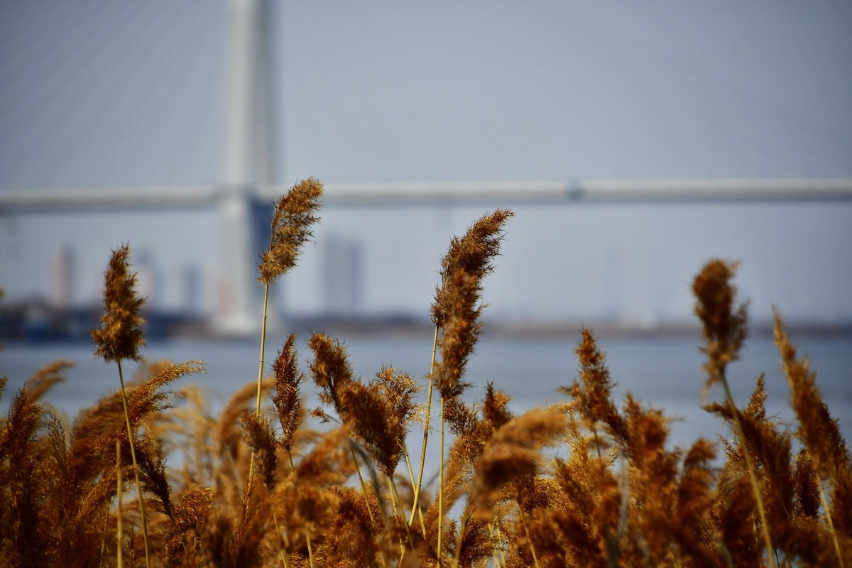 春风吹拂芦花美