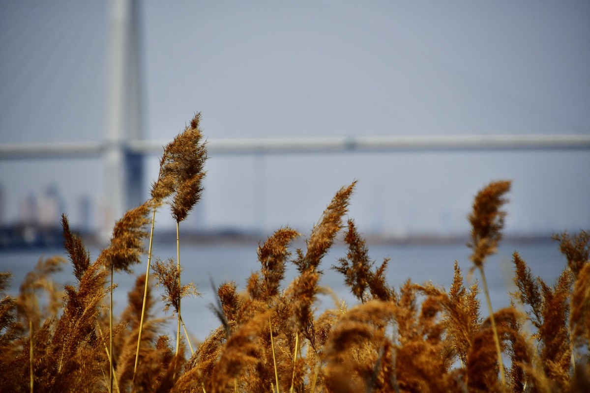 春风吹拂芦花美