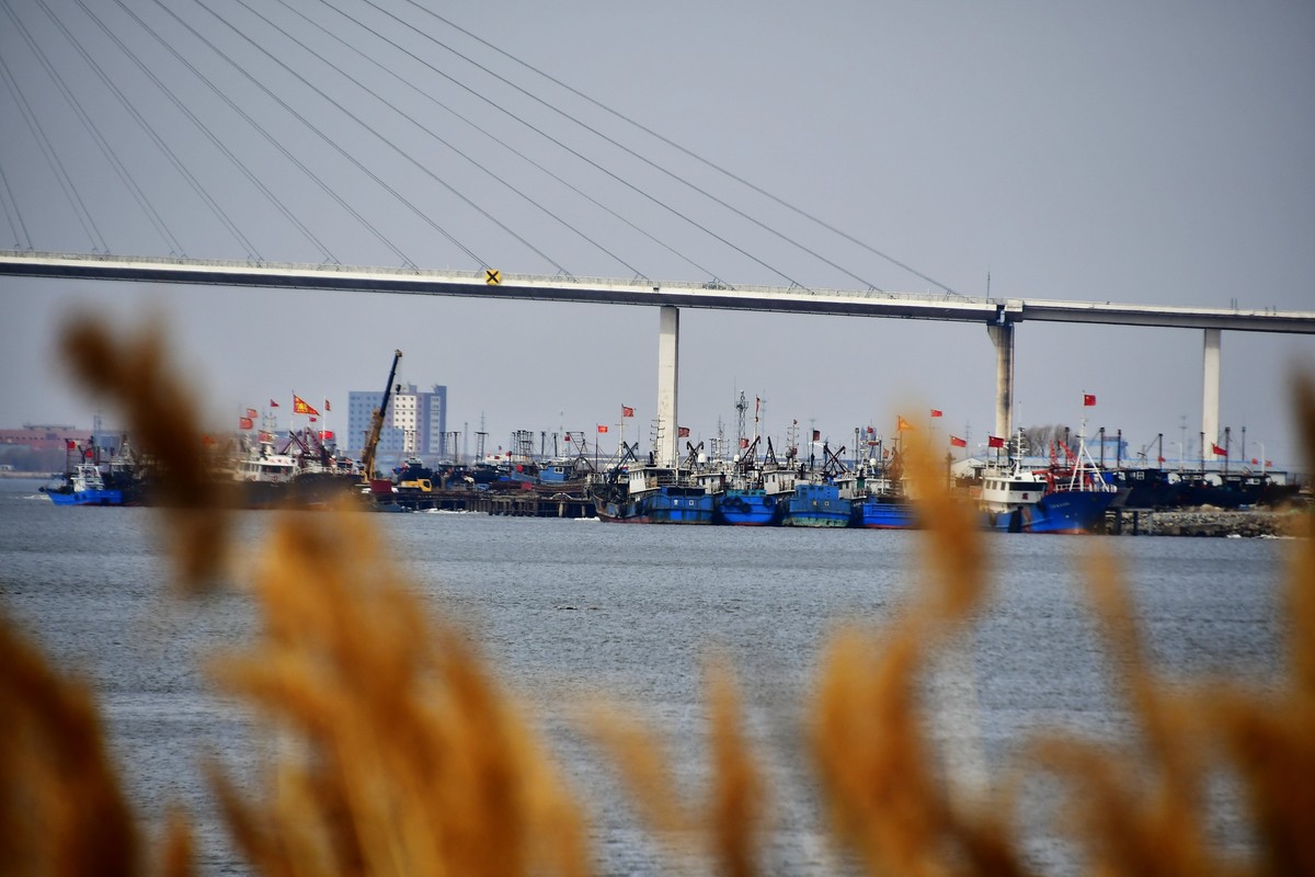 春风吹拂芦花美