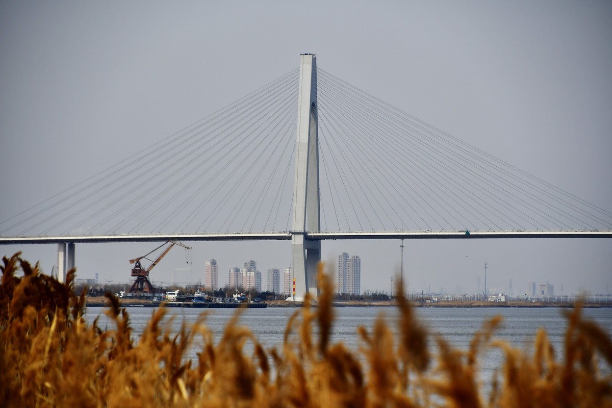 春风吹拂芦花美
